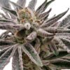 Apple Tartz Strain