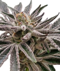 Apple Tartz Strain