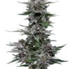 Black Diamond OG