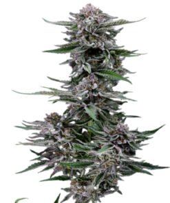 Black Diamond OG