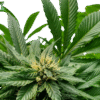 Butterscotch Indica