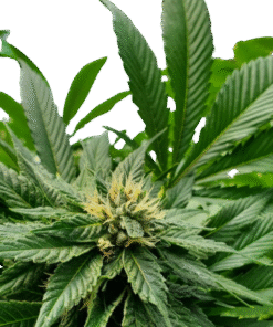 Butterscotch Indica