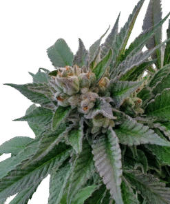 Chemistry Weed Strain