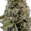 Mothers Milk Strain
