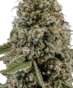 Mothers Milk Strain
