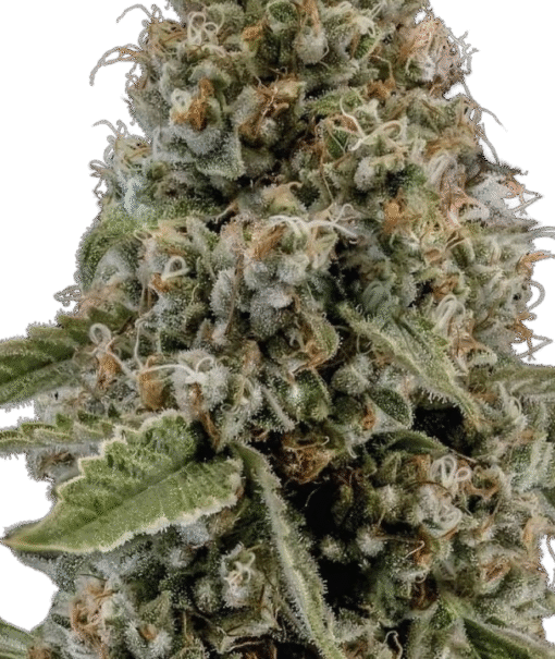 Mothers Milk Strain