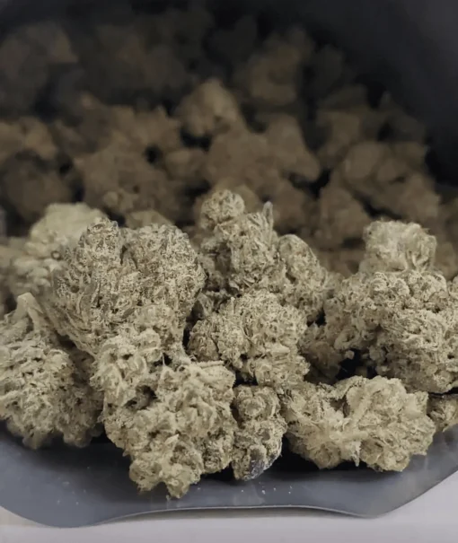 Scooby Snacks Strain