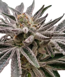 Apple Tartz Strain