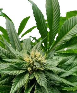 Butterscotch Indica