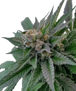 Chemistry Weed Strain