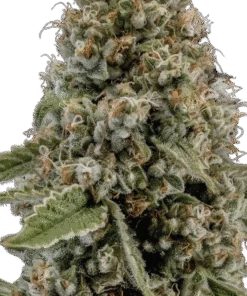 Mothers Milk Strain
