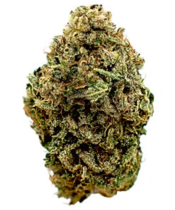 The Judge Strain
